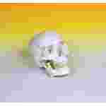 Skull Model for Anatomy Studies