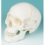 Three-Part Numbered Skull for Anatomy Studies