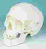 Three-Part Numbered Skull for Anatomy Studies