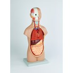 Mini Torso with Head Model with 12 Parts for Anatomy Studies