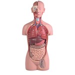 Torso with Head Model with 16 Parts for Anatomy Studies