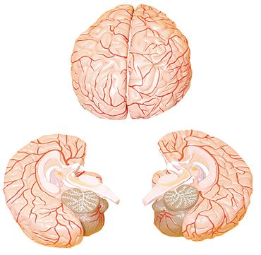 Brain Model with Two-Parts for Anatomy Studies