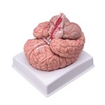 Brain Model with Nine-Parts for Anatomy Studies