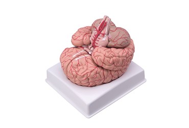 Brain Model with Nine-Parts for Anatomy Studies