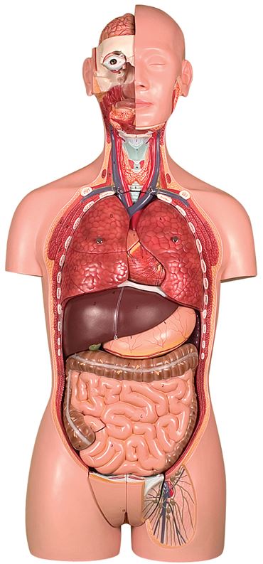 Torso Model with 25 Parts and Dual Sex for Anatomy Studies
