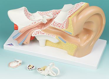 Ear Model with Four Parts for Anatomy Studies