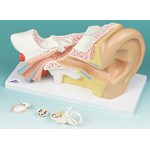 Ear Model with Four Parts for Anatomy Studies