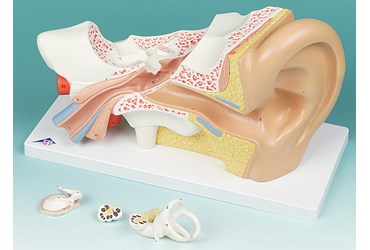 Ear Model with Four Parts for Anatomy Studies