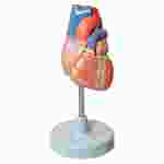 Life-Size Heart Model with Two Parts