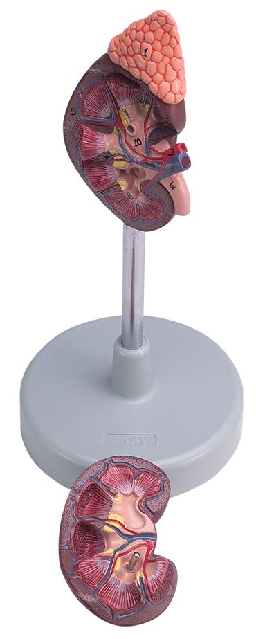 Two-Part Kidney Model for Anatomy and Physiology