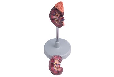 Two-Part Kidney Model for Anatomy and Physiology