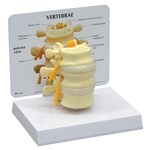 Vertebrae Lumbar Model for Anatomy Studies