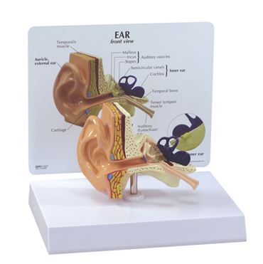 Ear Model for Anatomy Studies