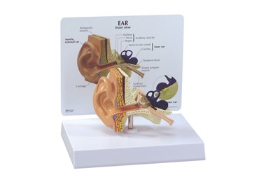 Ear Model for Anatomy Studies