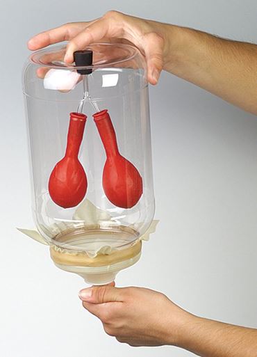 Functioning Lung Model Demonstration for Anatomy and Physiology