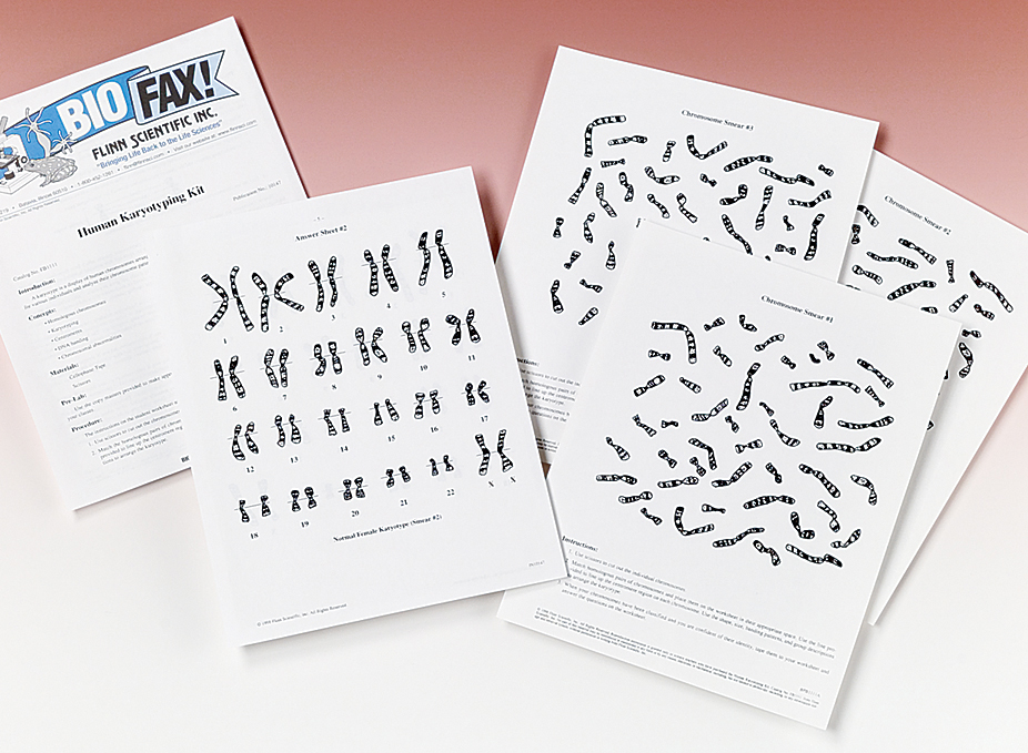 Chromosome And Karyotype Review Worksheet Answers - Escolagersonalvesgui