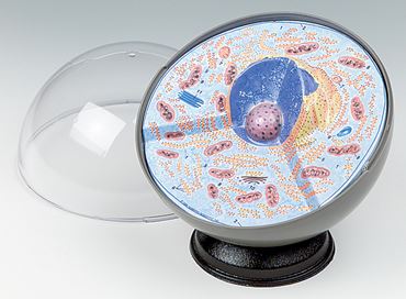 Animal Cell Model for Biology and Life Science