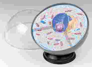 Animal Cell Model for Biology and Life Science