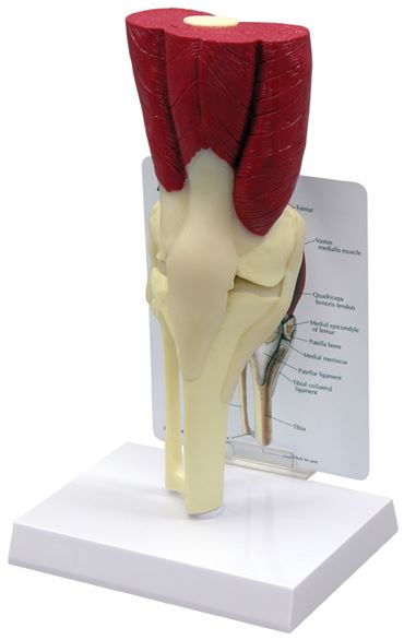 Muscled Knee Joing Model for Anatomy