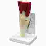 Muscled Knee Joing Model for Anatomy