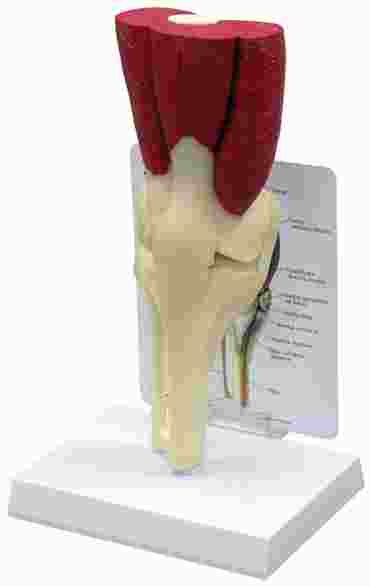 Muscled Knee Joing Model for Anatomy
