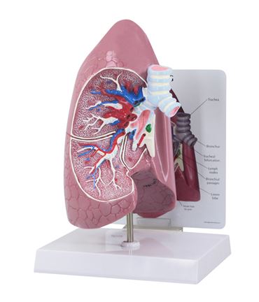 Lung Model for Anatomy and Physiology