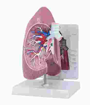 Lung Model for Anatomy and Physiology
