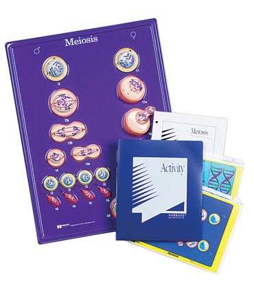 Mitosis Model Activity Set for Biology and Life Science