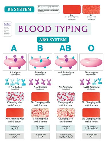 Blood Typing Chart