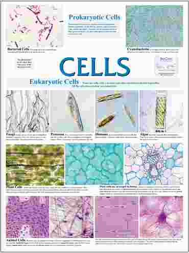 Cell Types Poster for Biology and Life Science