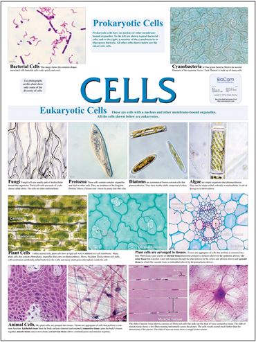 Cell Types Poster for Biology and Life Science