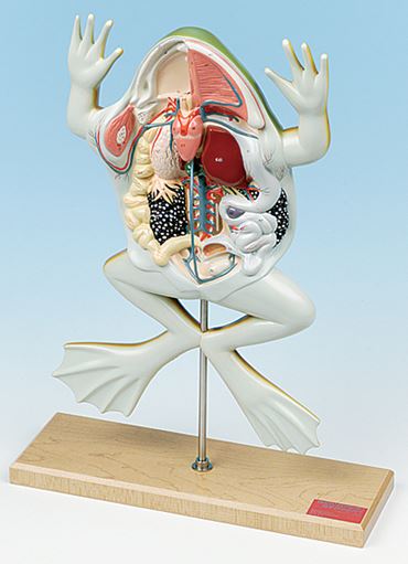 Bullfrog Dissection Model for Biology and Life Science
