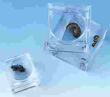 Magnifying Bug Box, Small