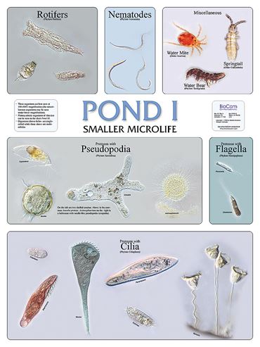Pond and Smaller Microlife Poster for Biology and Life Science