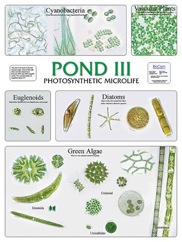 Pond III and Photosynthetic Microlife Chart for Biology and Life Science