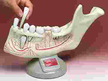 Lower Youth Jaw with Removable Teeth for Anatomy Studies