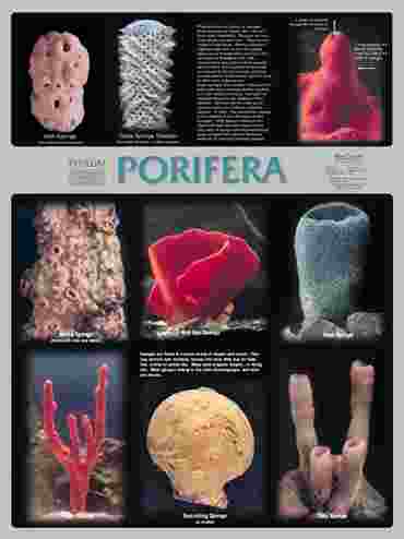 Pond and Smaller Microlife Poster for Biology and Life Science