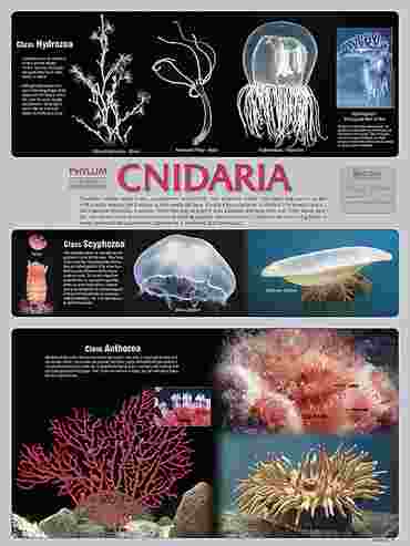 Pond and Smaller Microlife Poster for Biology and Life Science