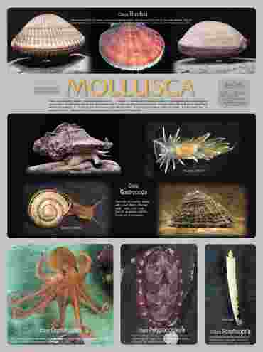 Pond and Smaller Microlife Poster for Biology and Life Science