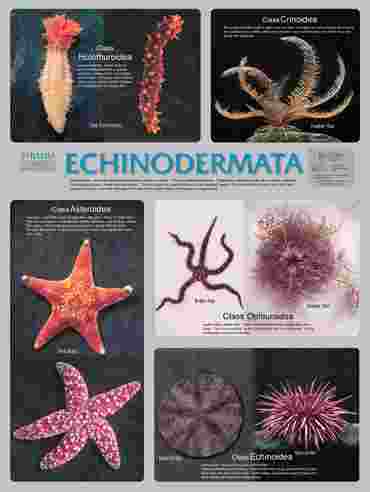 Pond and Smaller Microlife Poster for Biology and Life Science