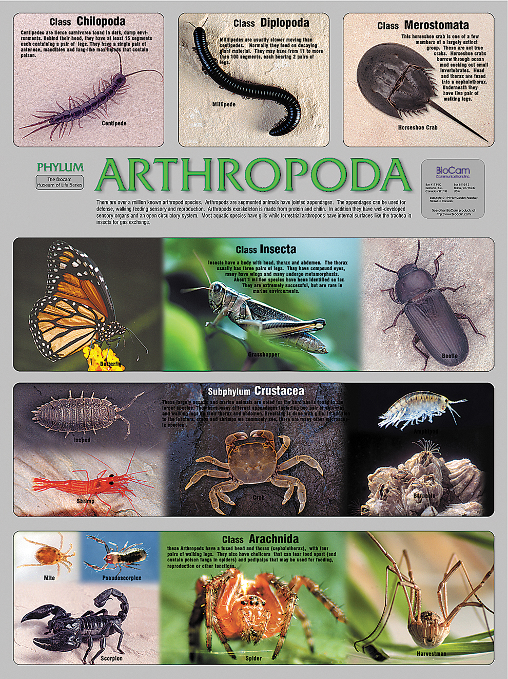 Arthropoda Phylum Poster | Flinn Scientific