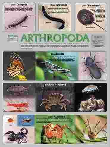 Pond and Smaller Microlife Poster for Biology and Life Science