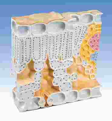 Leaf Structure Model for Biology and Life Science