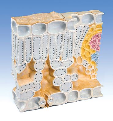Leaf Structure Model for Biology and Life Science