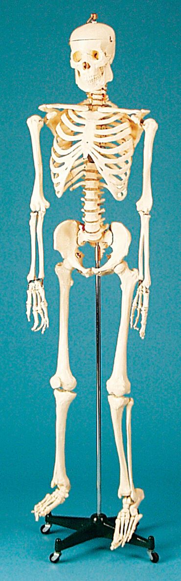 Skeleton for Anatomy Studies (Economy Choice)