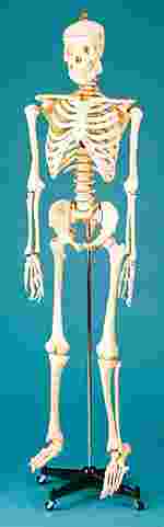 Skeleton for Anatomy Studies (Economy Choice)