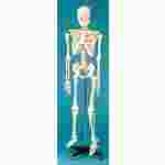 Skeleton for Anatomy Studies (Economy Choice)