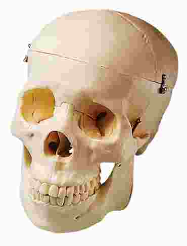 Human Skull Model for Anatomy Studies