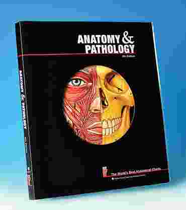 World's Best Anatomical Charts Book
