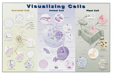 Visualizing Cells Poster for Biology and Life Science